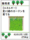 夏に緑のカーテンを育てる
