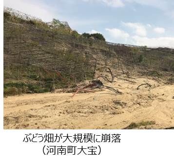 農地被害（河南町）ぶどう畑