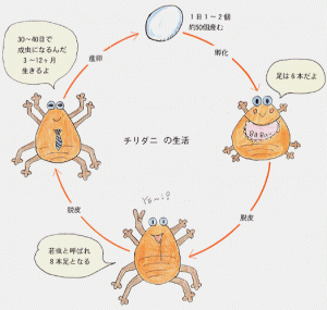 チリダニの生活サイクル