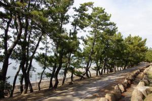 海沿いの松並木を眺める新浜緑地のページへのリンク画像