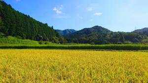 日根荘の田園風景を眺める日根荘大木の里コスモス園のページへのリンク画像