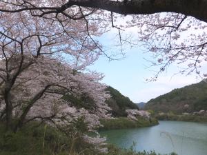 堀河ダムを眺める桜並木道のページへのリンク画像