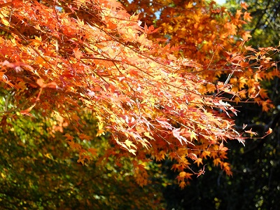 活動地周辺の森の紅葉の画像