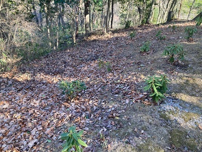 前回活動で植栽したシャクナゲの画像