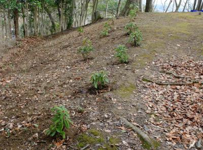 植栽したシャクナゲの生育状況の画像