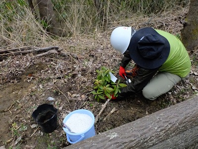 バケツに入った土壌改良用の床土と植え付け作業の画像です。