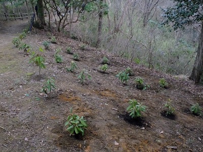 苗木を植えた箇所の全景画像