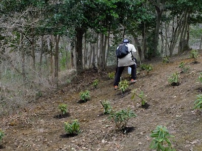 植え終えた苗木の周りにバーク堆肥を被せている作業の画像