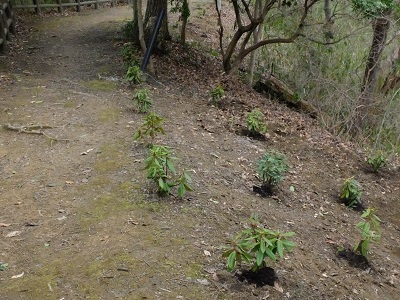 苗木を植えた箇所の全景画像