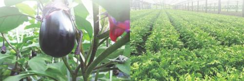 水なす+きくなイメージ