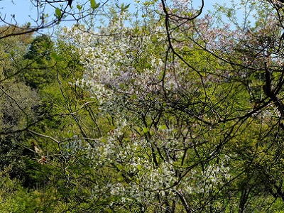 森の中に咲くコブシの花の画像。