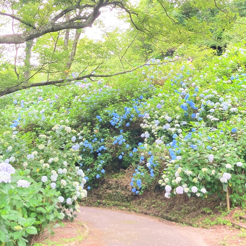 ぬかた園地アジサイ写真