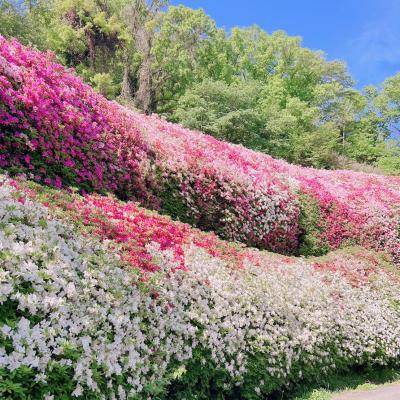 なるかわ園地のツツジ園の様子2