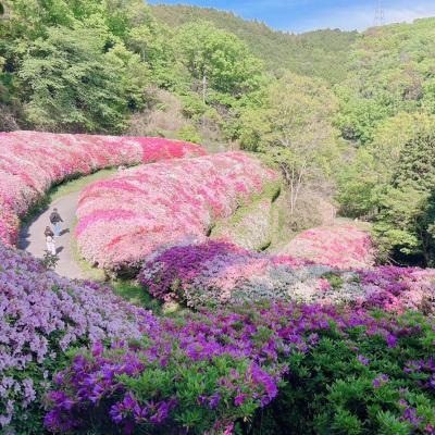 なるかわ園地のツツジ園の様子