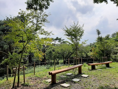 阿武山の緑化樹