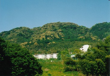 若山神社の社叢林