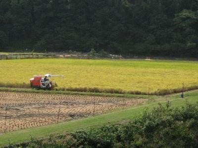 キヌヒカリの収穫作業中