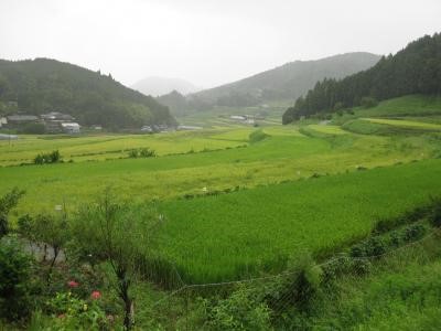 能勢町長谷地区の棚田