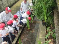 水路への水生植物植栽