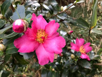 カンツバキの花