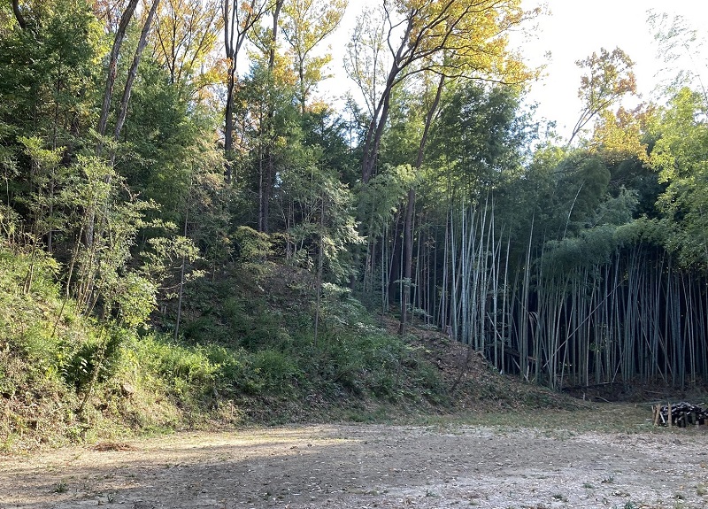 活動地の周辺の山林の状況写真