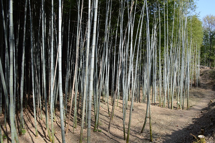 活動地内の竹林