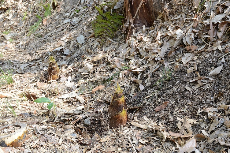 地上に出てきた竹の子の写真