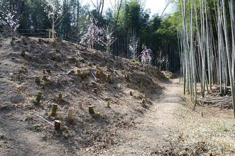 植栽地と竹林の写真