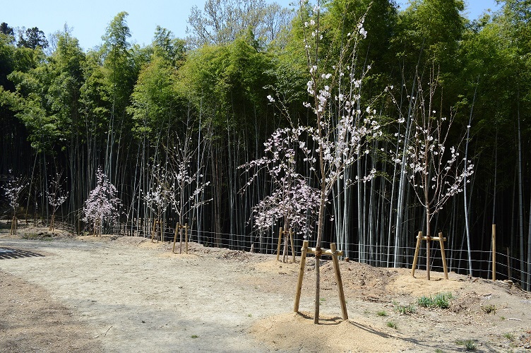 植栽したサクラの開花状況の写真。