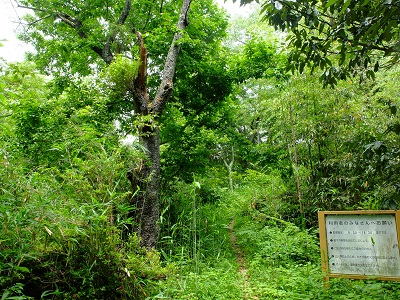 活動区域の入り口付近の夏場の写真