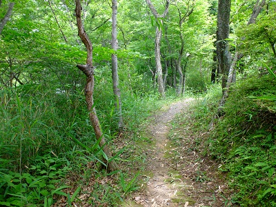 活動区域内の歩道の夏場の写真