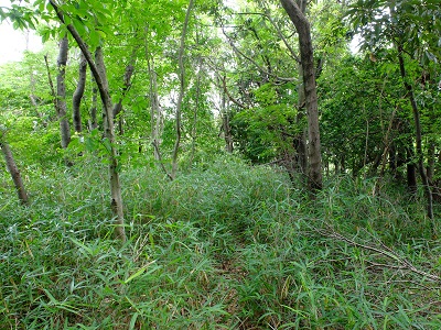 活動区域のヤマツツジ広場の状況