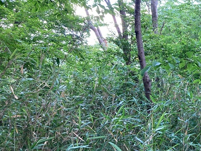 活動区域におけるササ類の繁茂状況