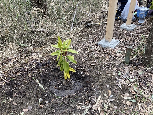 植えたシャクナゲの苗木の写真