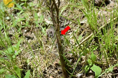 ノウサギの食害で樹皮が齧られた跡の写真