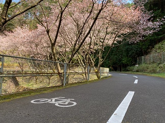 写真1ヤマザクラと道路