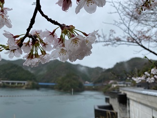 写真1の花