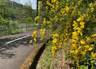 写真2の花