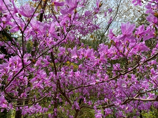 写真4の花