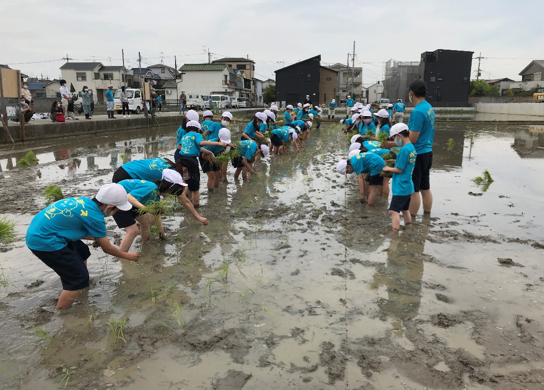 田植えの様子その1