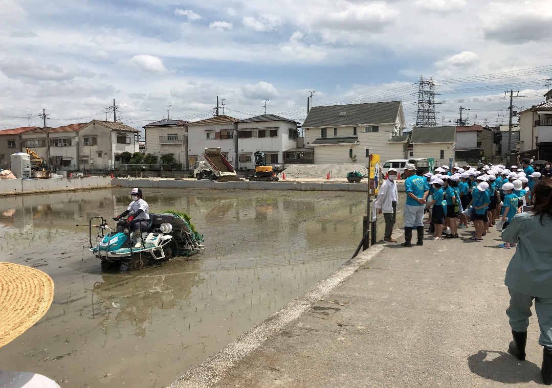 写真：機械植え見学