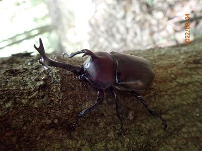 カブトムシ写真