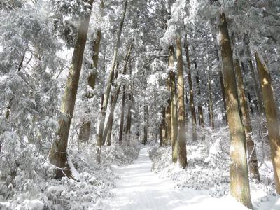 雪が積もった二上山の樹林地