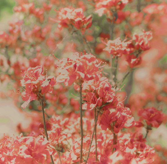 大和葛城山のツツジの花