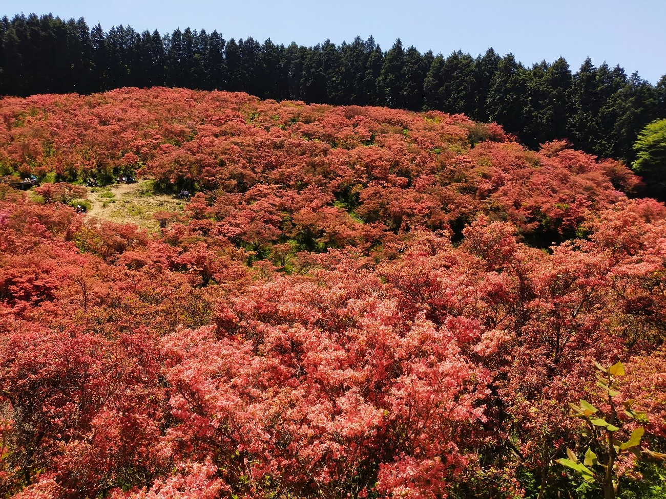 大和葛城山のツツジ全景