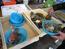 販売される魚介類（カワハギ・マダイ）