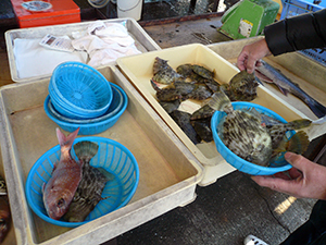 深日漁協魚市場6