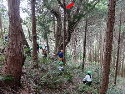 伐採対象に選別したヒノキの画像