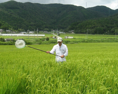 画像です。病害虫発生予察風景