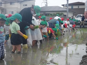 田植えの写真